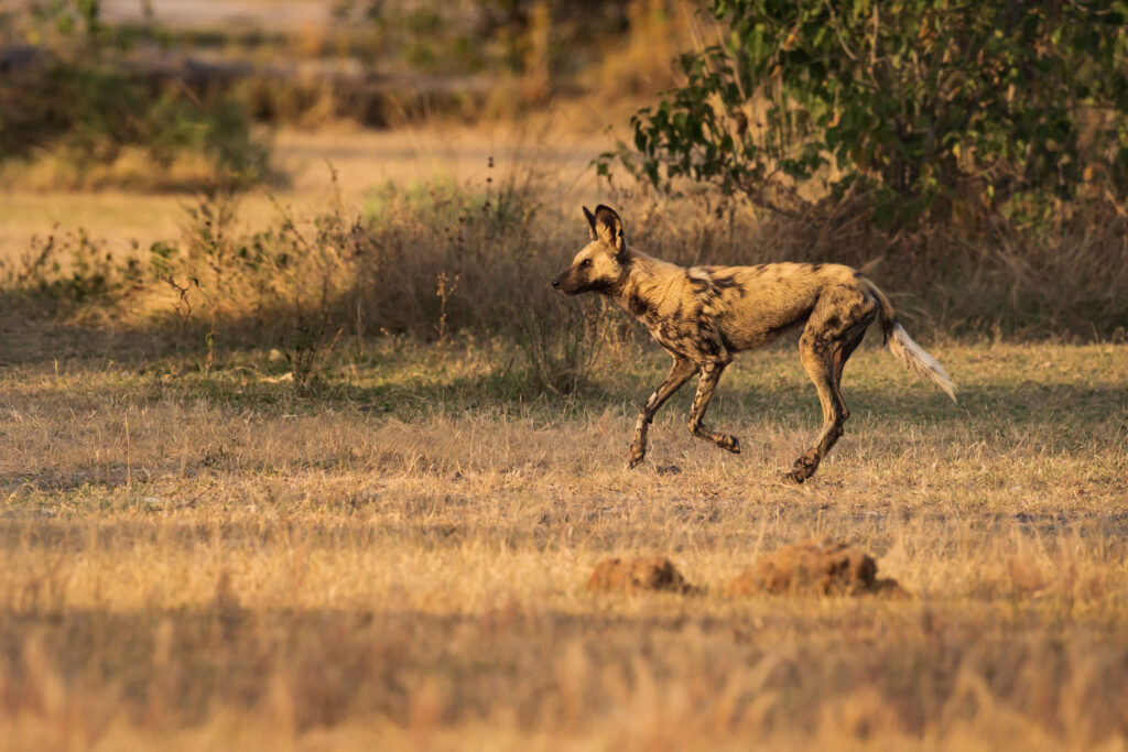 Pes hyenový - African Wild Dog