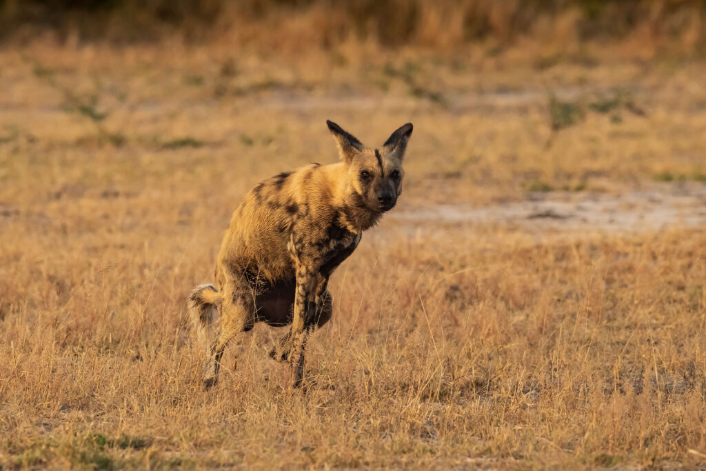 Pes hyenový - African Wild Dog