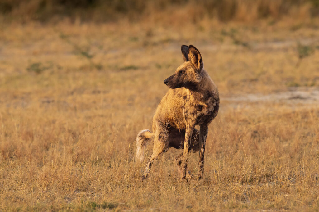 Pes hyenový - African Wild Dog