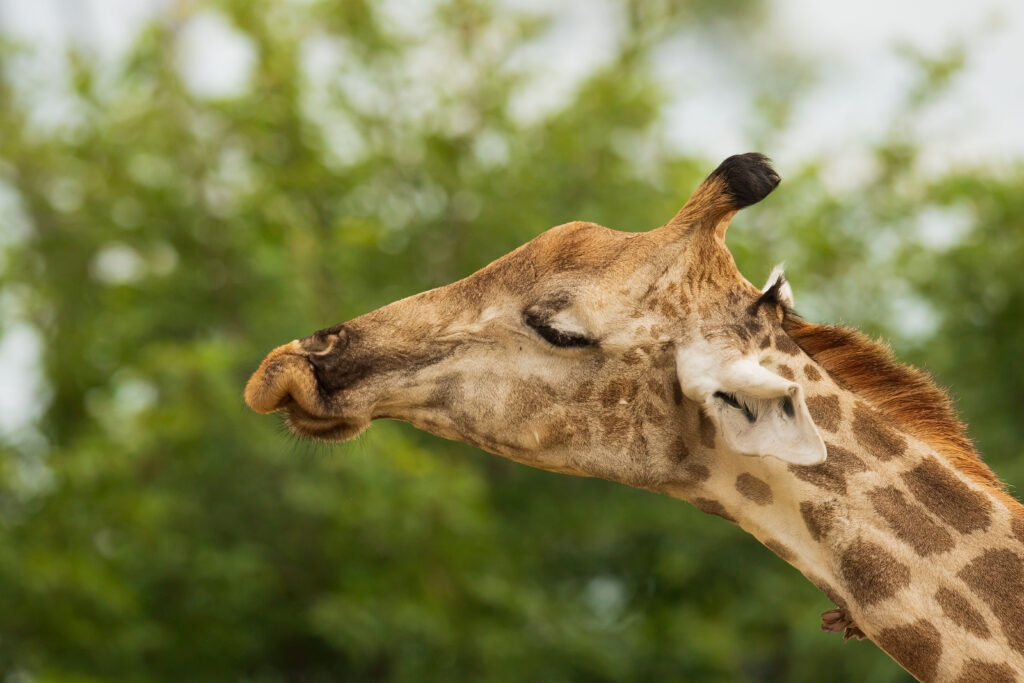 Žirafa kapská / Southern Giraffe