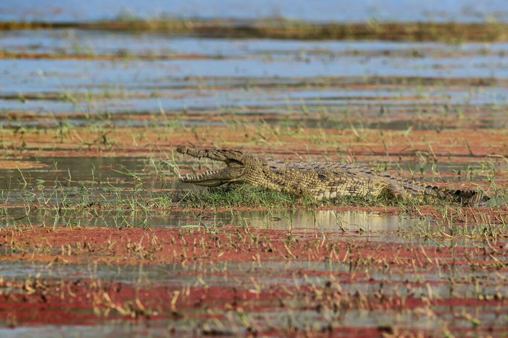 Krokodýl nilský / Nile Crocodile