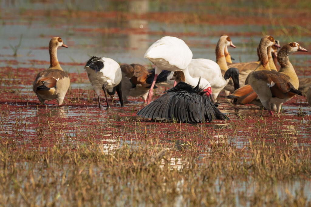 Volavka černá / Black Heron