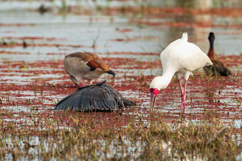 Volavka černá / Black Heron