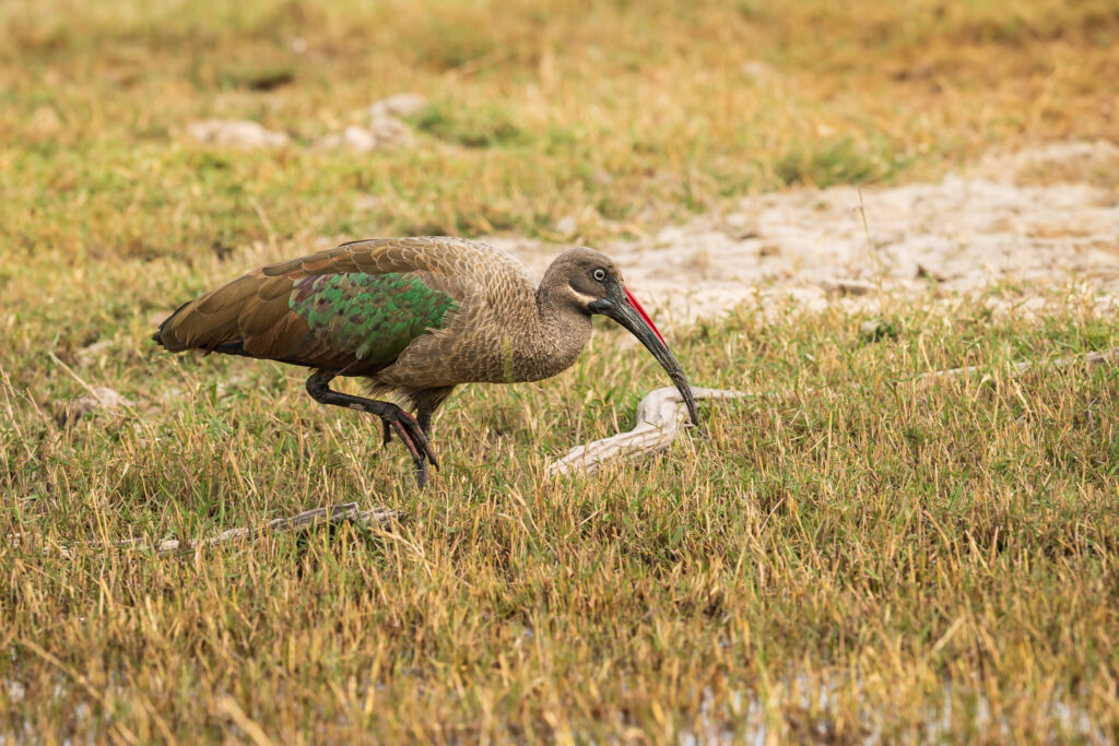 Ibis hagedaš / Hadada Ibis