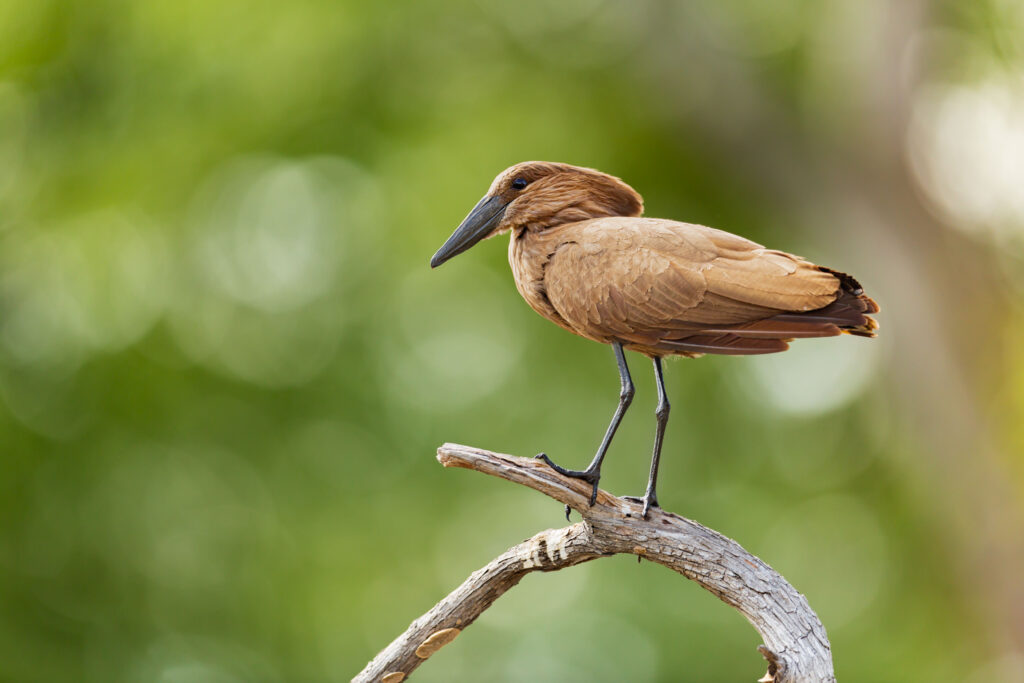 Kladivouš africký / Hammerkop