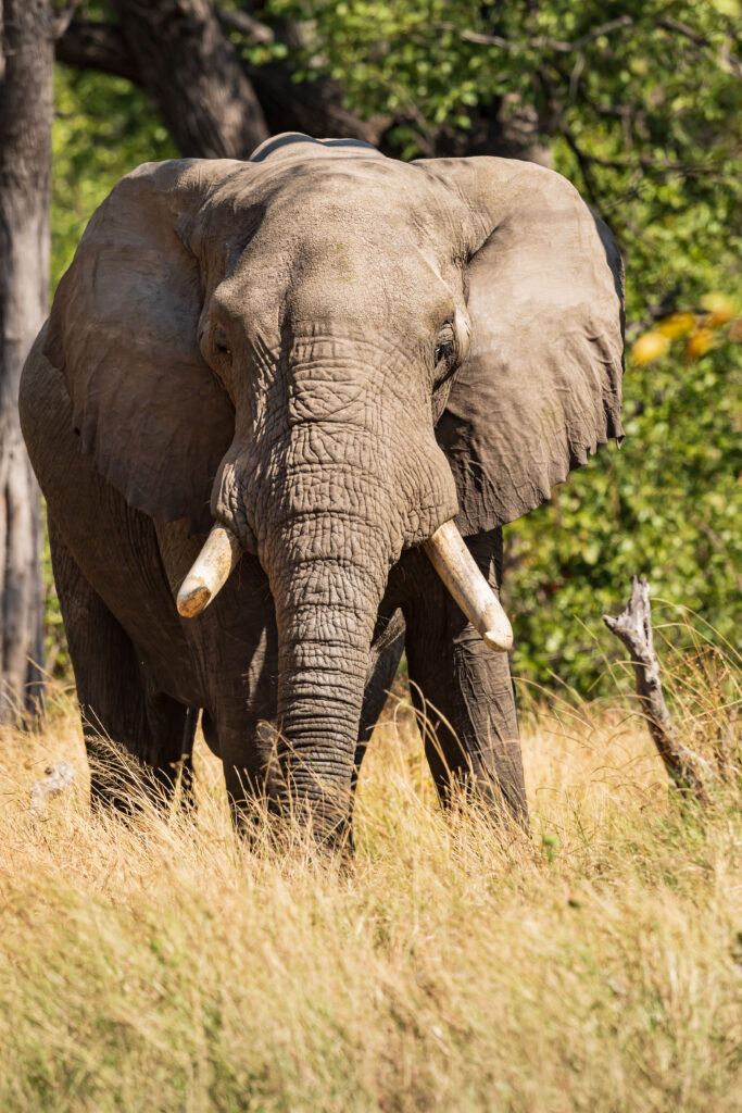 Slon africký / African Elephant