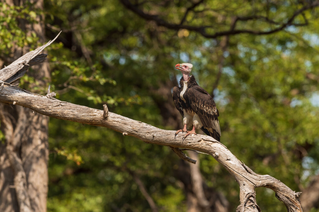 Sup chocholatý / White – headed Vulture
