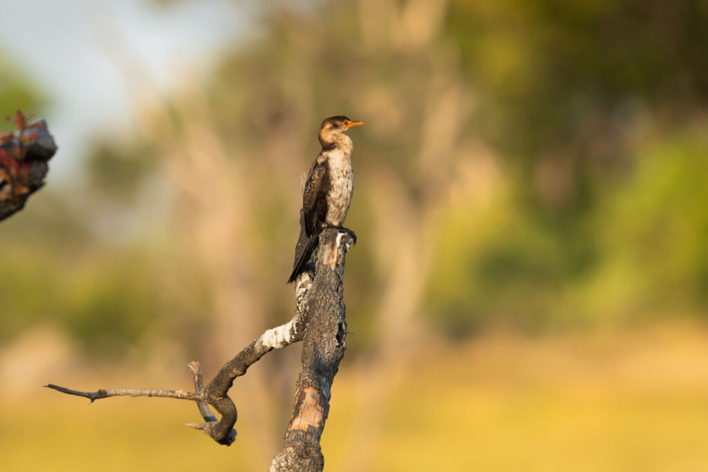 Kormorán dlouhoocasý / Reed Cormorant