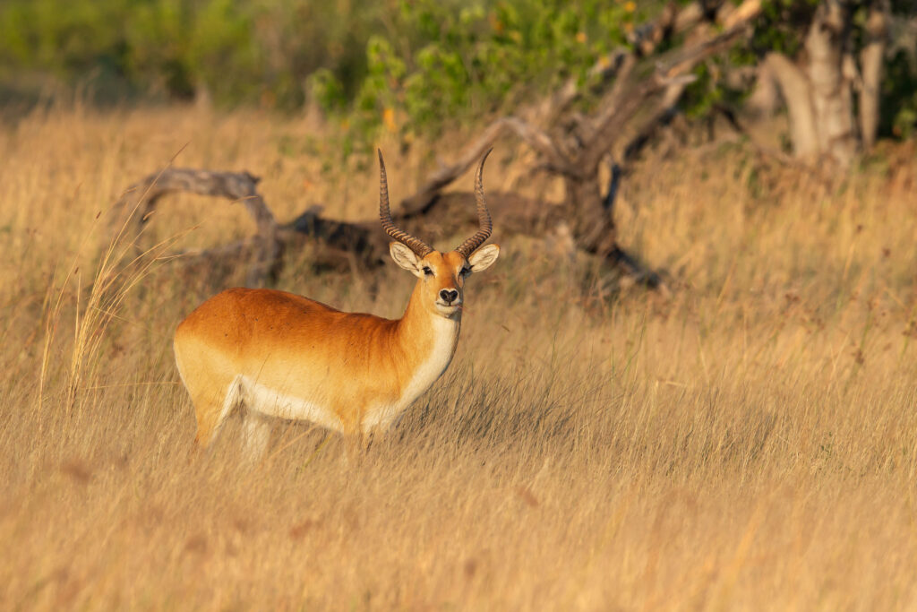 Voduška červená / Lechwe