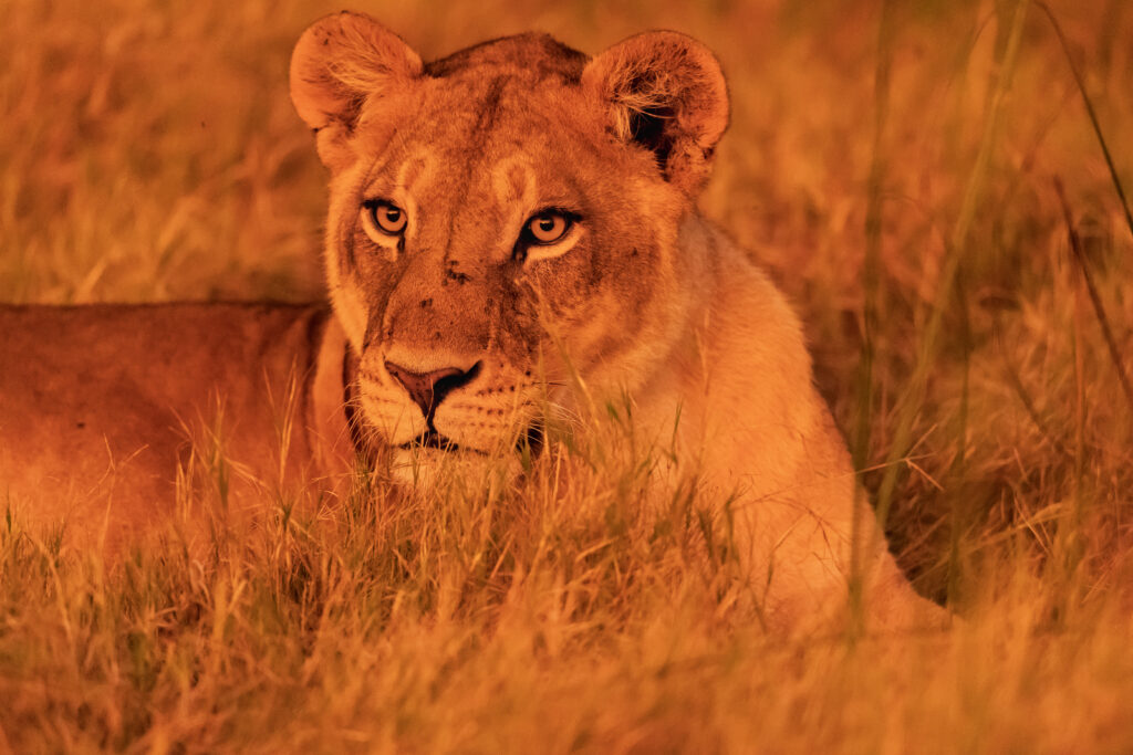 Lev pustinný / Lion