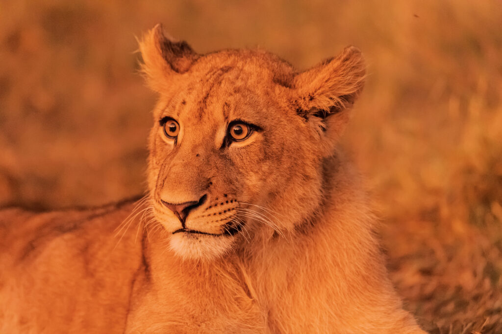 Lev pustinný / Lion