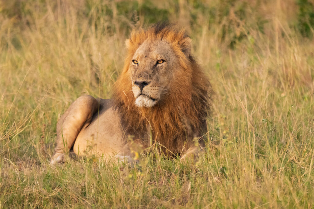 Lev pustinný / Lion