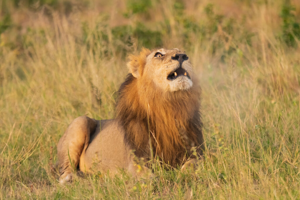 Lev pustinný / Lion