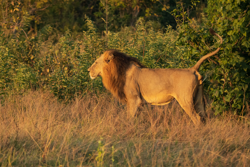 Lev pustinný / Lion