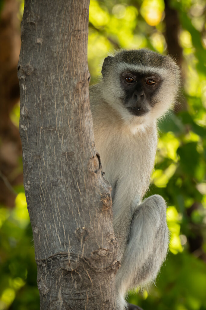 Kočkodan obecný / Green Monkey