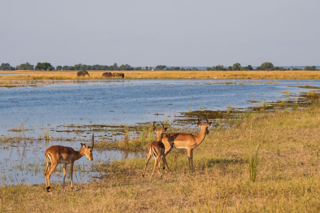 Řeka Chobe / Chobe river
