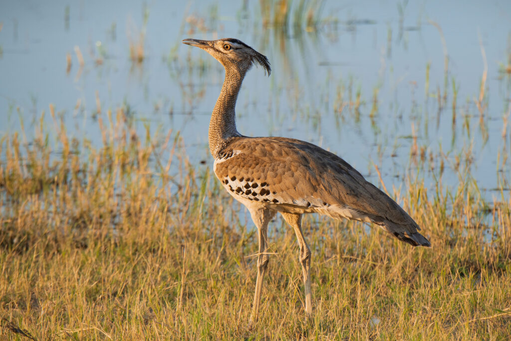 Drop kori / Kori Bustard