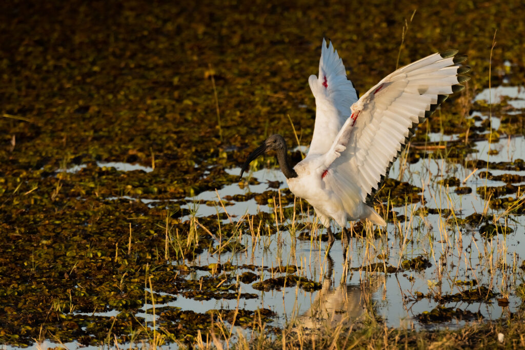 Ibis posvátný / African Sacred Ibis