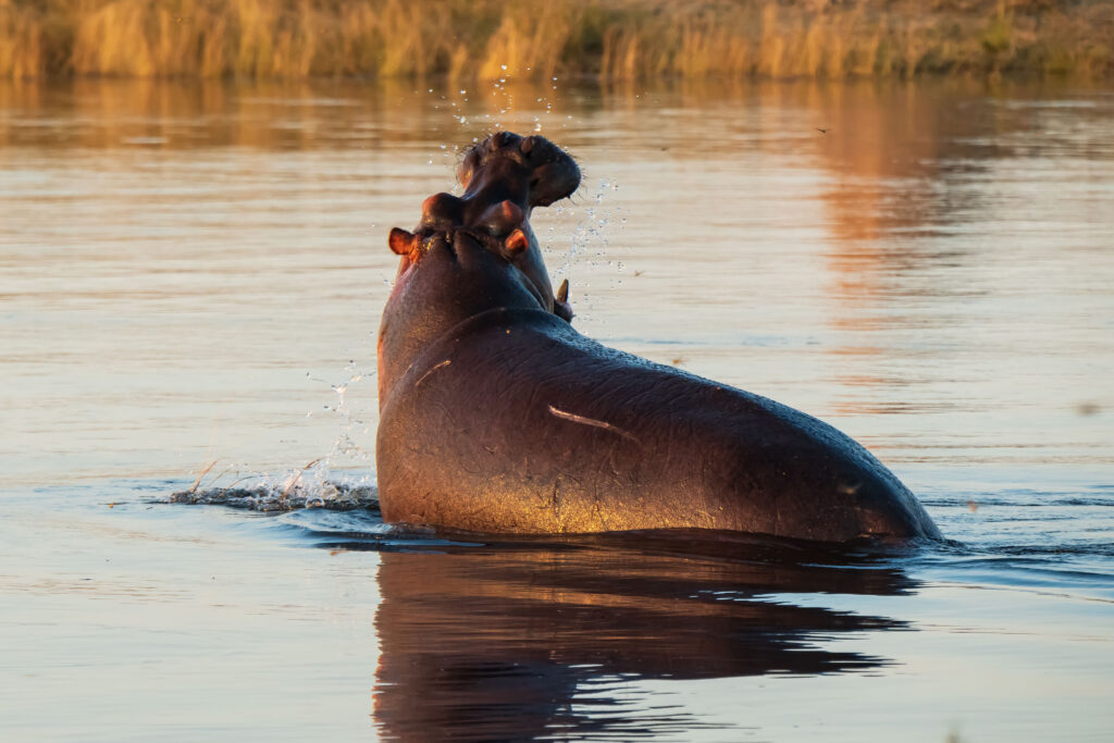 Hroch obojživelný / Hippo