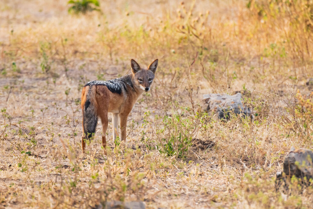 Šakal čabrakový / Black – backed Jackal