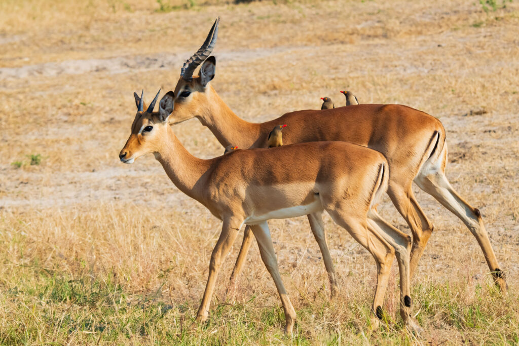 Klubák červenozobý / Red-billed Oxpecker