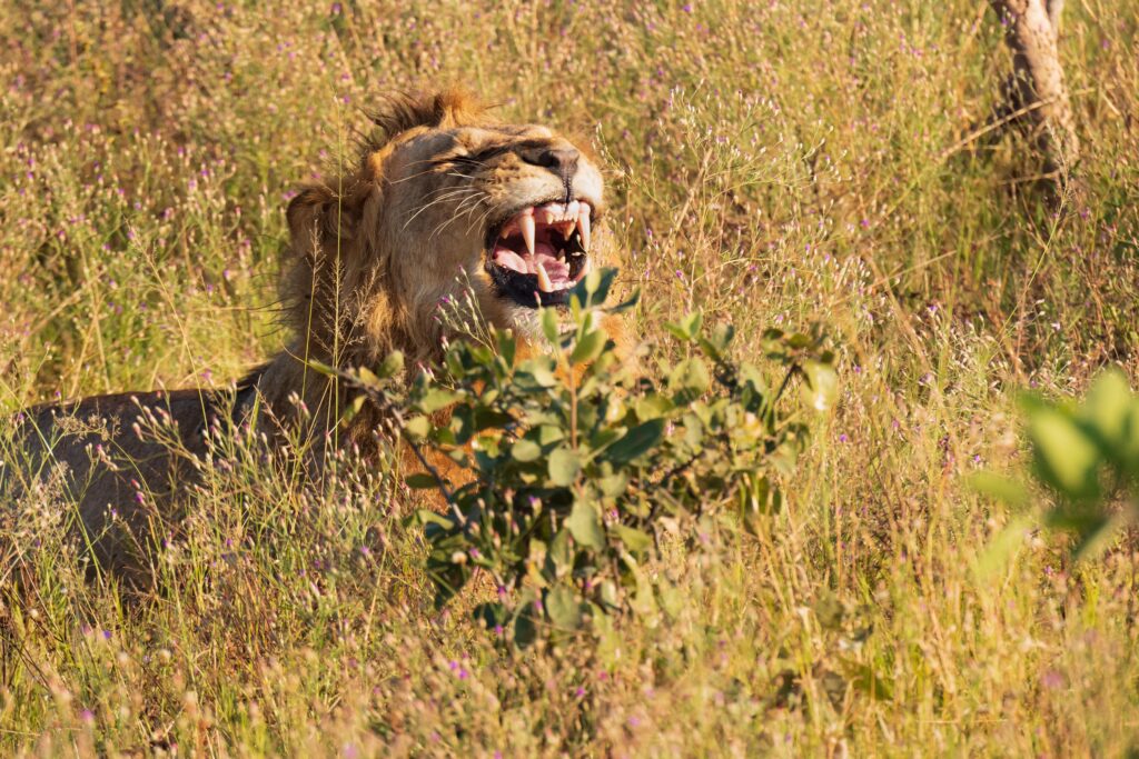 Lev pustinný / Lion