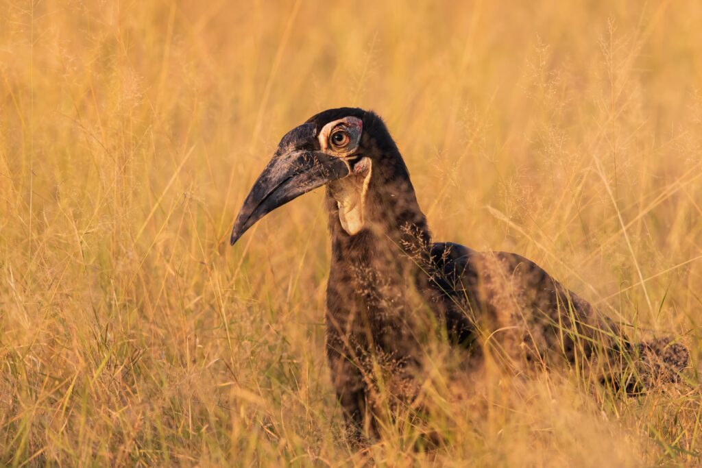 Zoborožec kaferský juv. / Southern Ground-Hornbill juv.