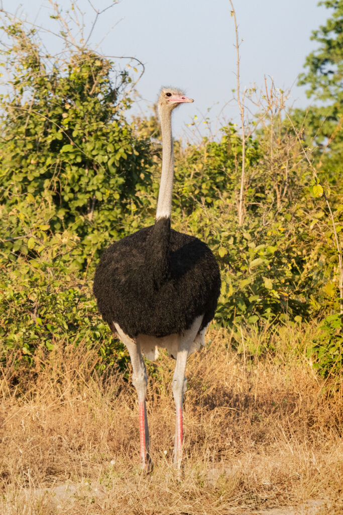 Pštros dvouprstý / Ostrich