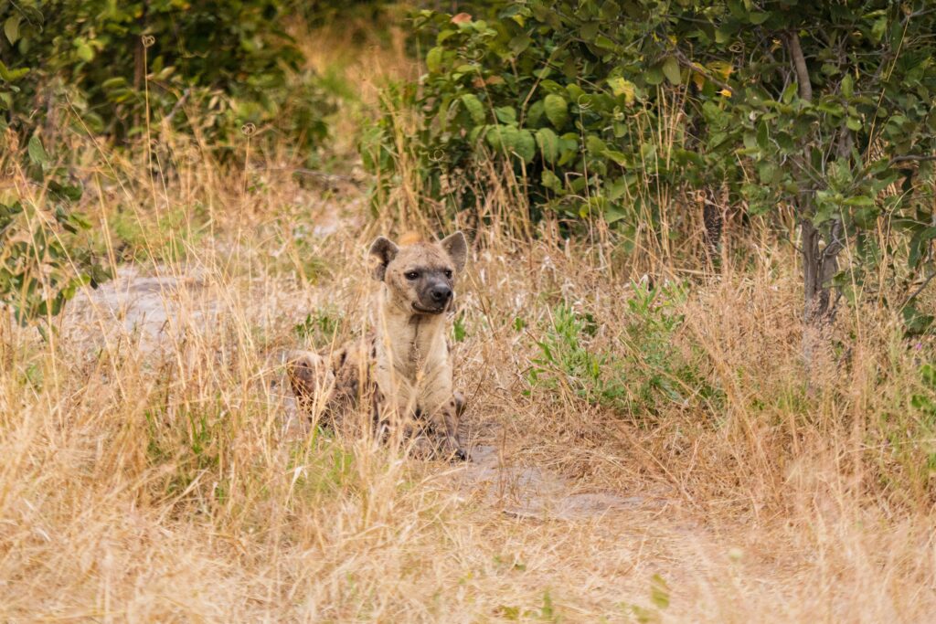Hyena skvrnitá – pozdní večer / Spotted Hyena – late evening