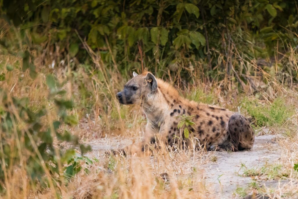 Hyena skvrnitá – pozdní večer / Spotted Hyena – late evening