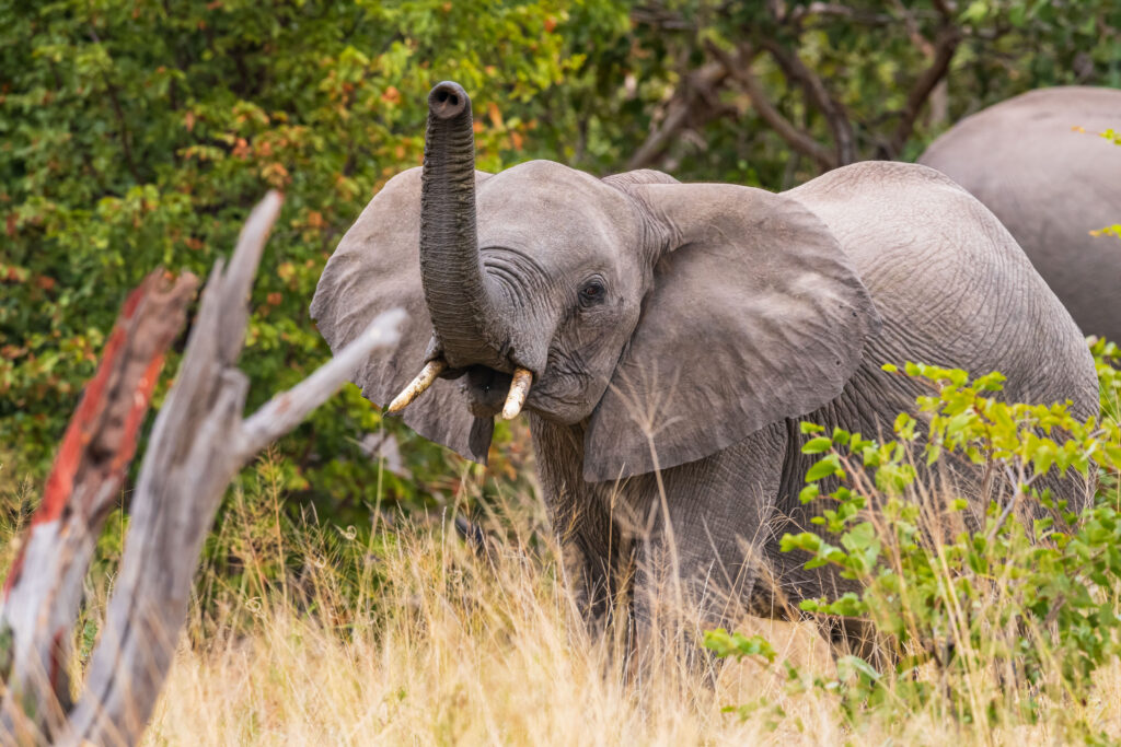 Slon africký / African Elephant