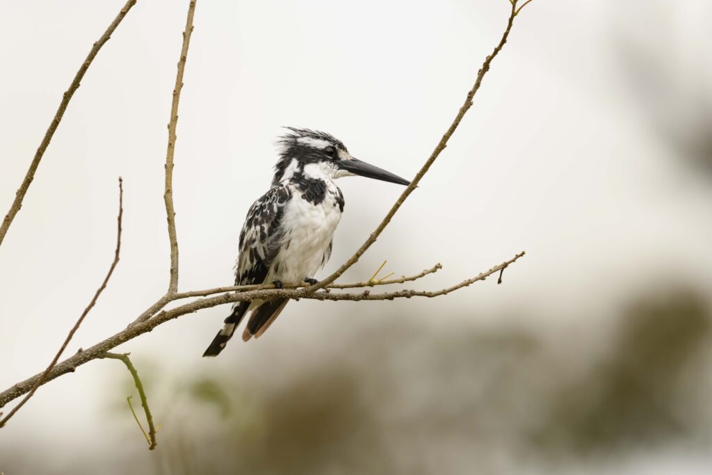Rybařík jižní / Pied Kingfisher