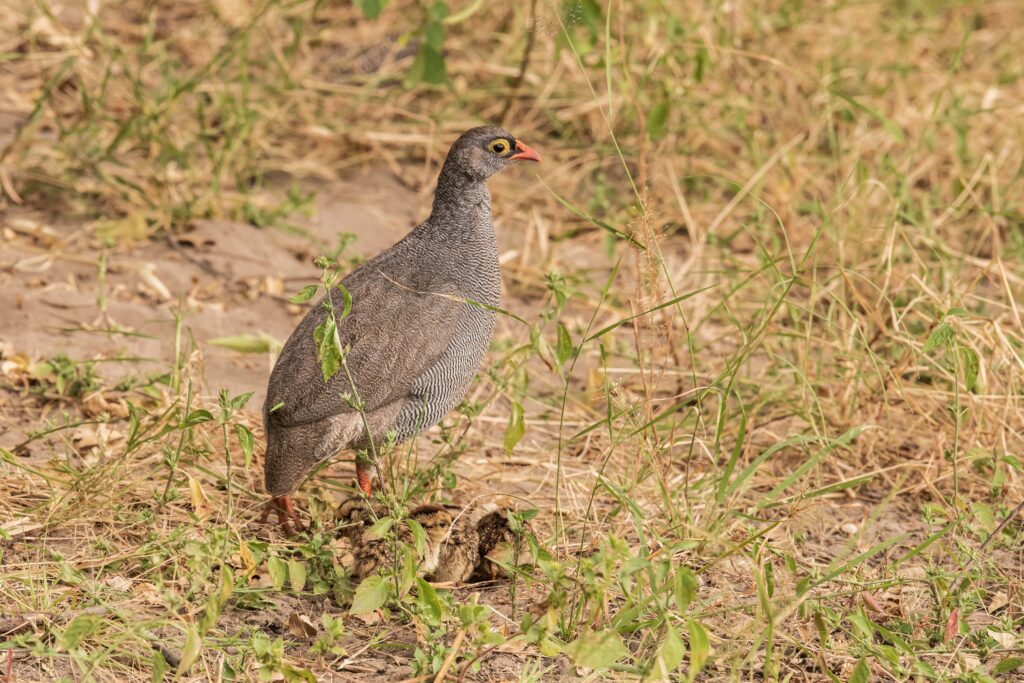 Frankolín červenozobý / Red – billed Spurfowl