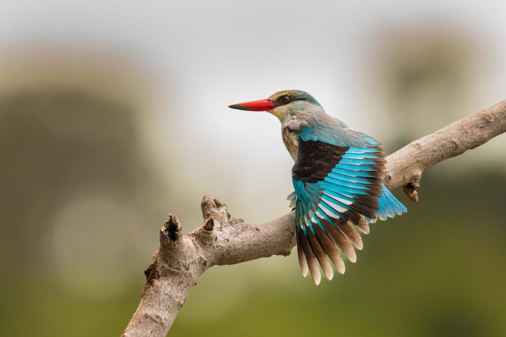 Ledňáček senegalský / Woodland Kingfisher