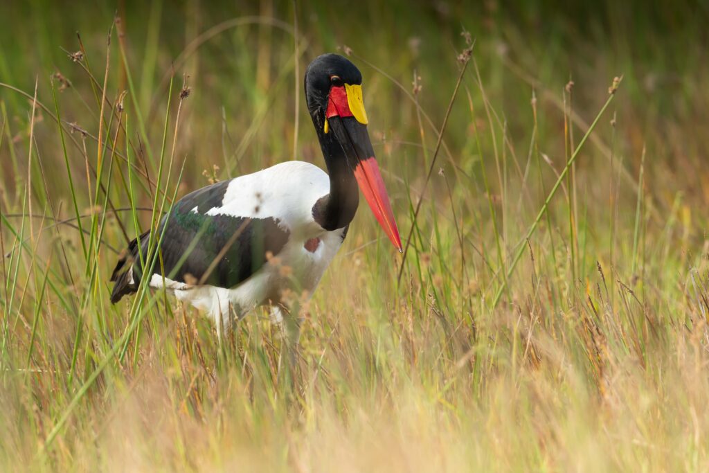 Čáp sedlatý / Saddle - billed Stork
