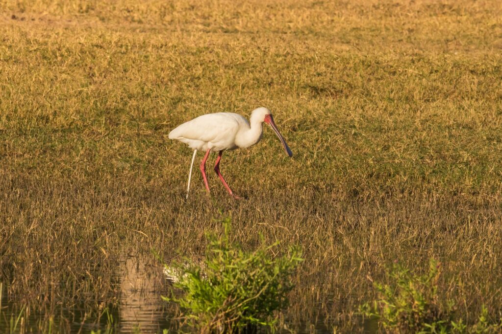Kolpík africký / African Spoonbill