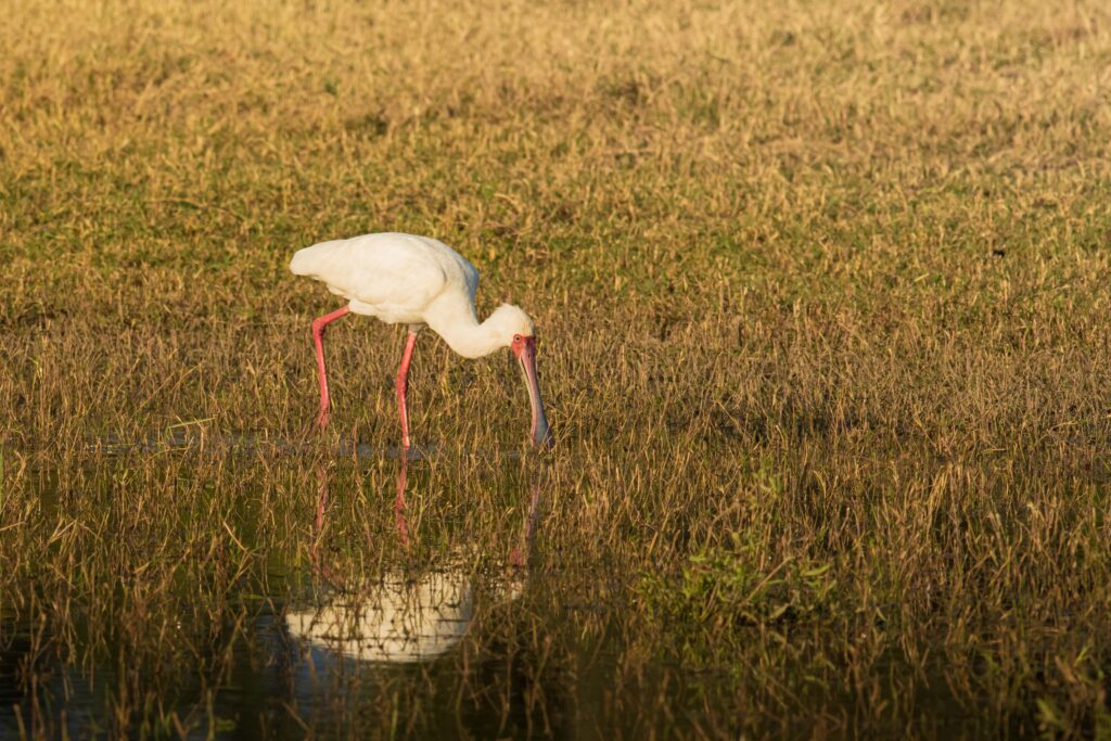 Kolpík africký / African Spoonbill