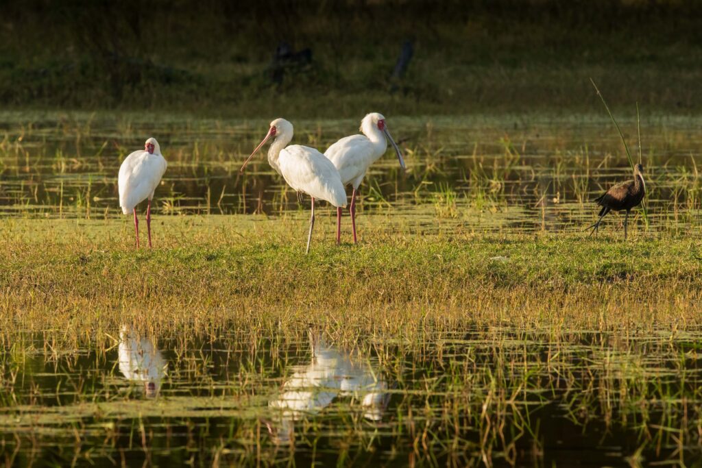 Kolpík africký + Ibis hnědý / African Spoonbill + Glossy Ibis