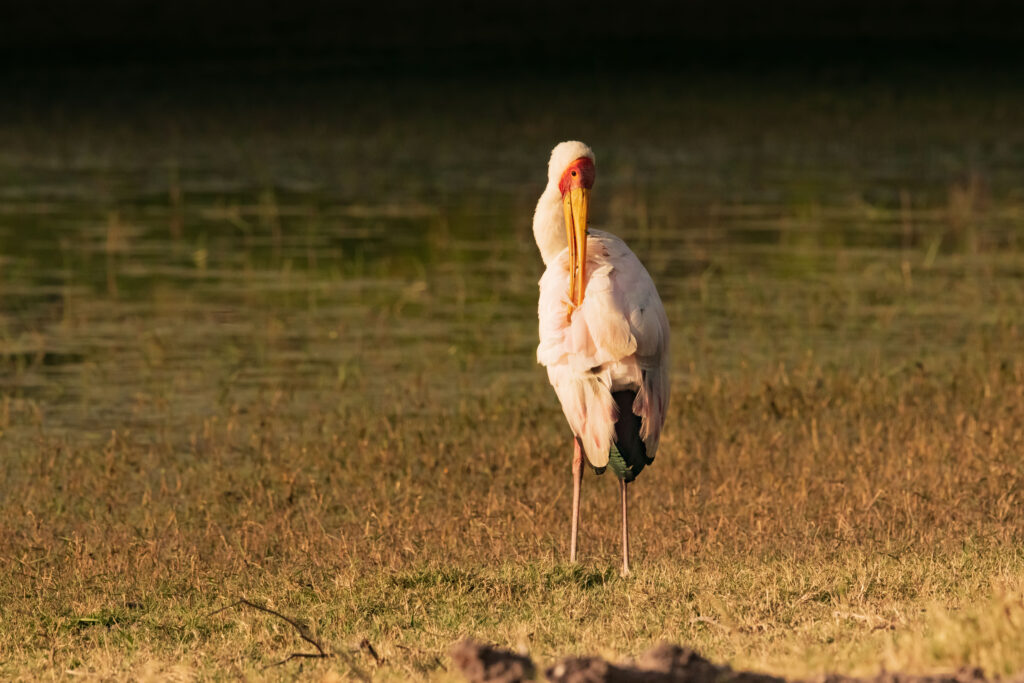 Nesyt africký / Yelow-billed Stork