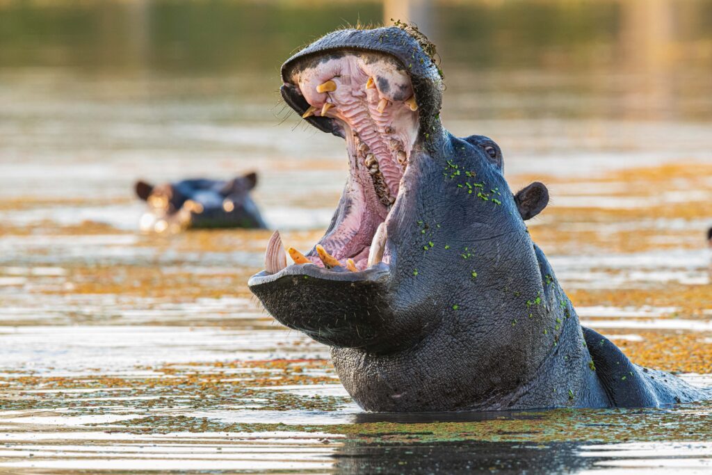 Hroch obojživelný / Hippo