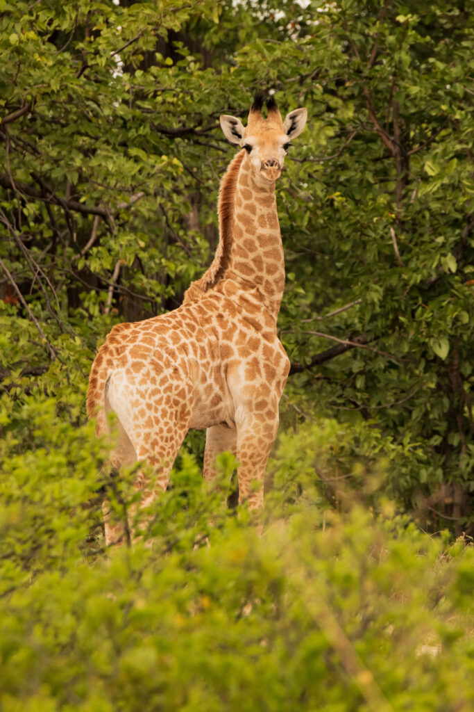Žirafa kapská / Southern Giraffe