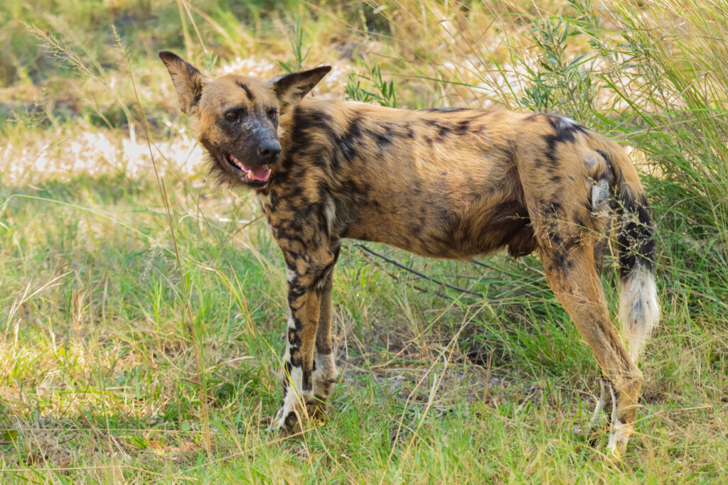 Pes hyenový - African Wild Dog