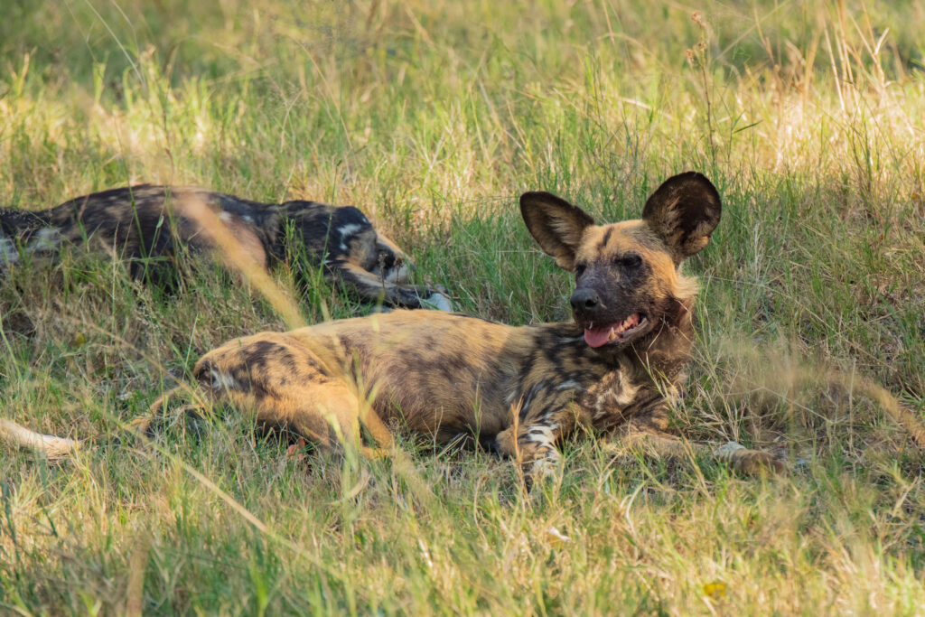 Pes hyenový - African Wild Dog