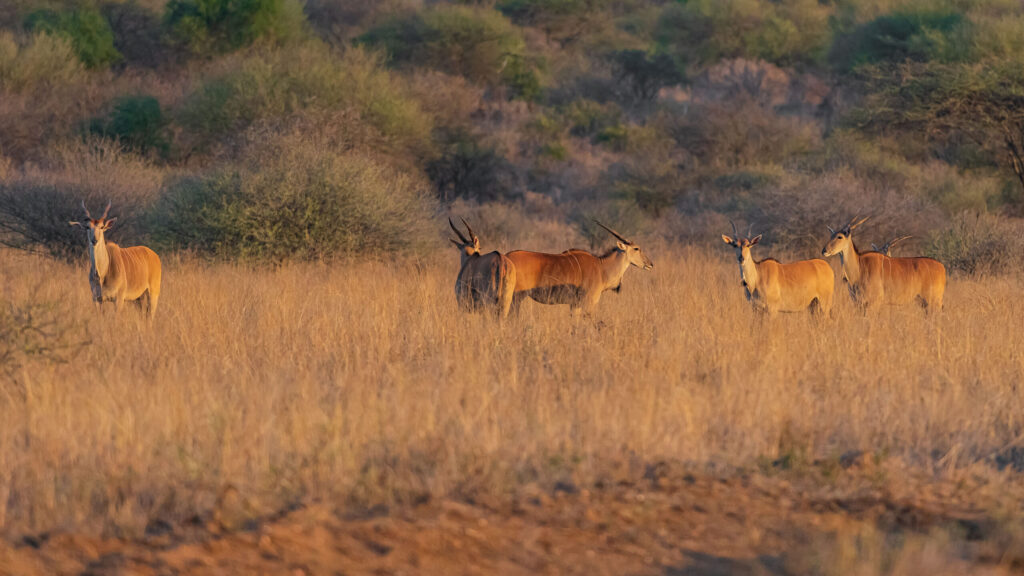 Antilopa losí / Eland