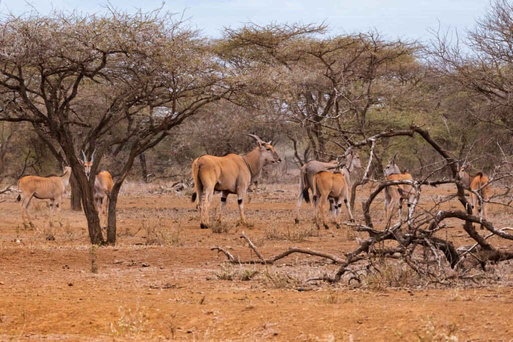 Antilopa losí / Eland