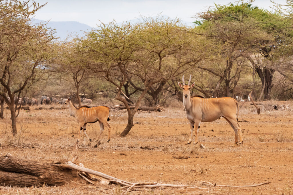 Antilopa losí / Eland