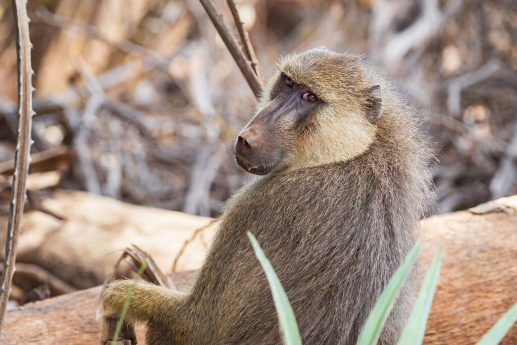 Babuin / Yellow Baboon
