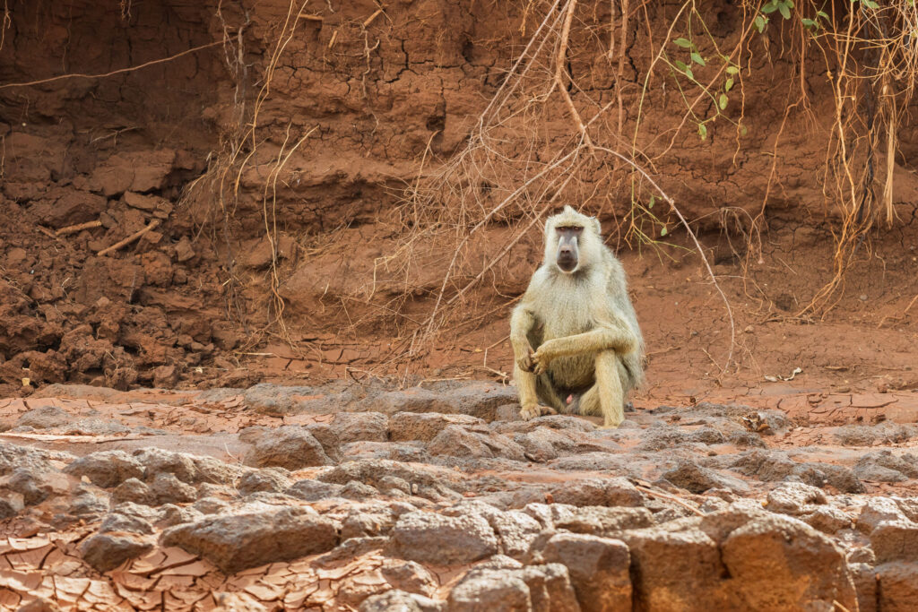 Babuin / Yellow Baboon