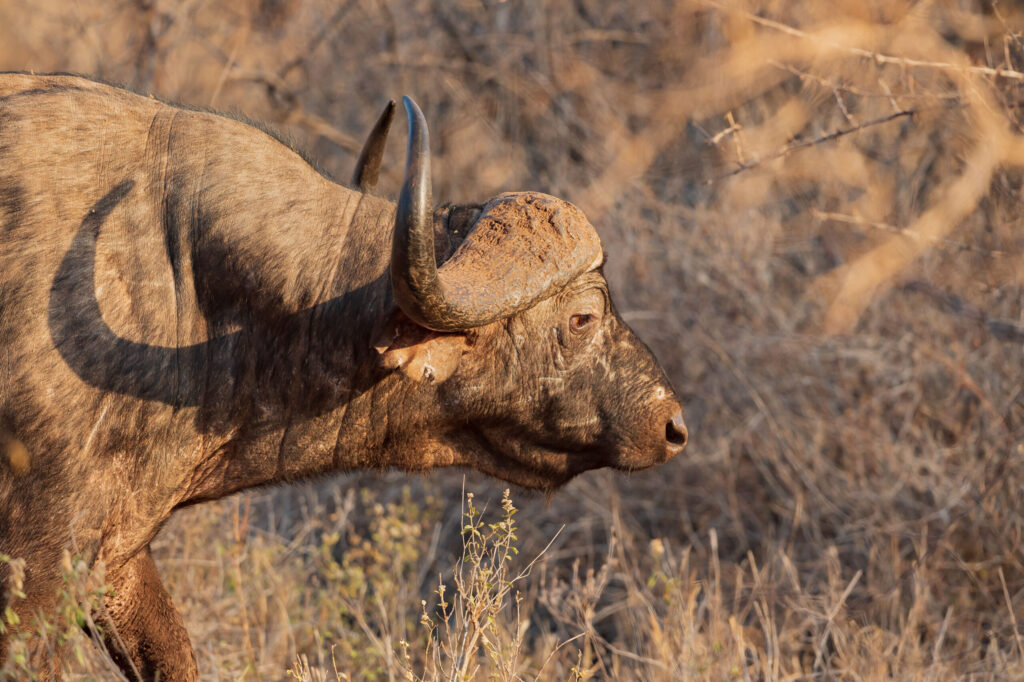 Buvol africký / African Buffalo