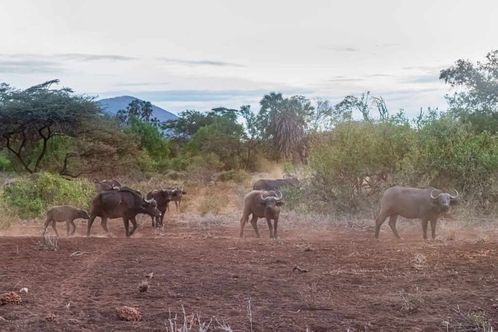 Buvol africký / African Buffalo